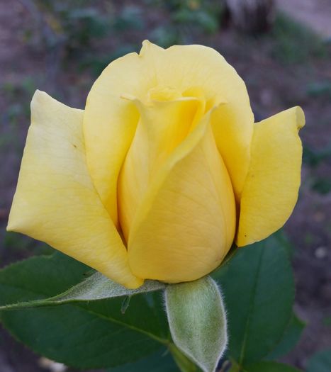 Radiant Perfume; Bred by Dr. Keith W. Zary. Grandiflora.  Strong, citrus fragrance. Blooms in flushes throughout the season. Height (150 cm).
