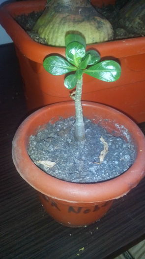 IMG_20160313_134219; Am crescut putin,nu?
