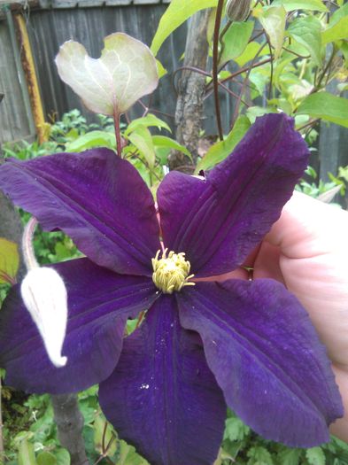 IMG_20160513_150806 - Clematite