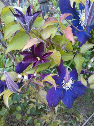 IMG_20160520_180454 - Clematite