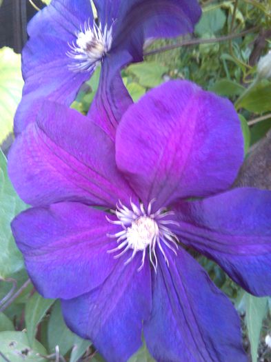 IMG_20160520_184649 - Clematite