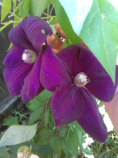 Rouge cardinal - Clematite