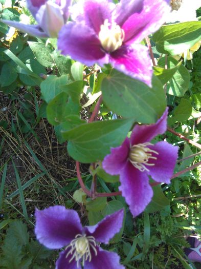 IMG_20160528_102635 - Clematite