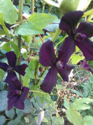 IMG_20160601_094436 - Clematite