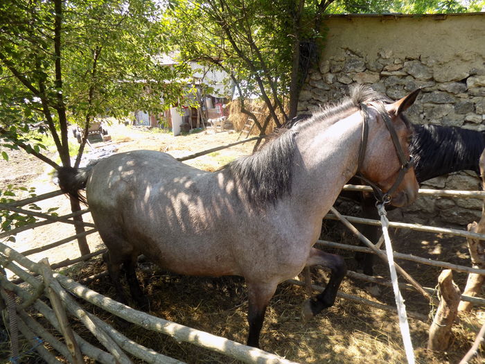 Furnica - Constanta - Caii