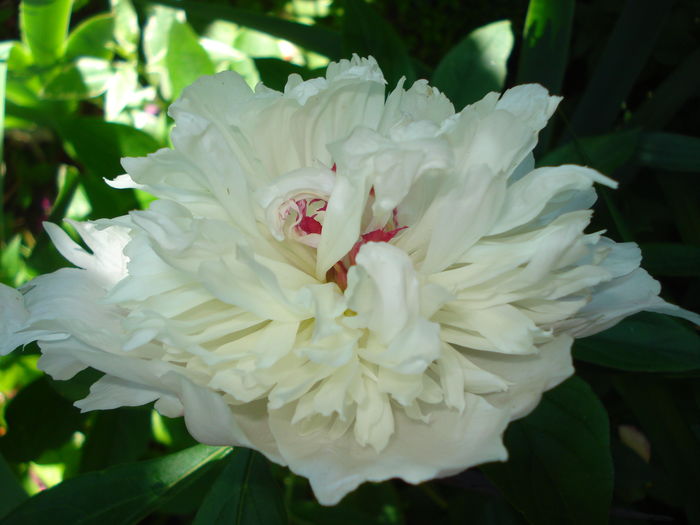 Gardenia