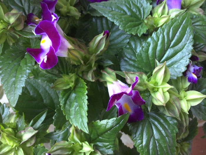 torenia fournieri - diverse_floricele