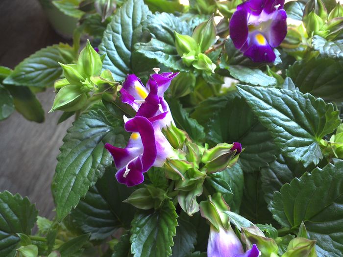 WIN_20160604_153559 - diverse_floricele