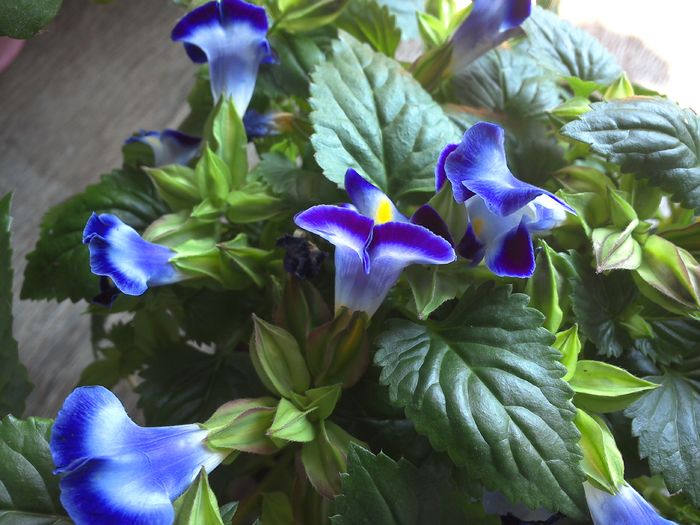 WIN_20160604_153642 - diverse_floricele