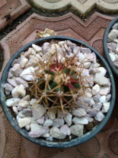 Ferocactus