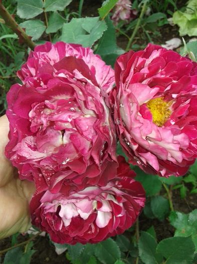 122 - TRANDAFIRI 2016 II