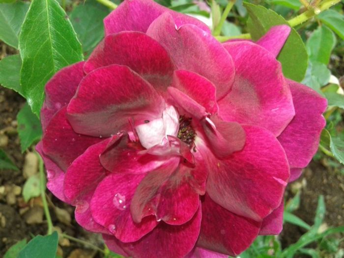 139 - TRANDAFIRI 2016 II