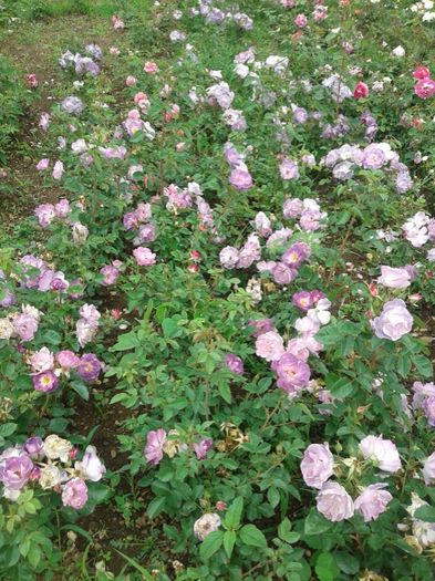 140 - TRANDAFIRI 2016 II