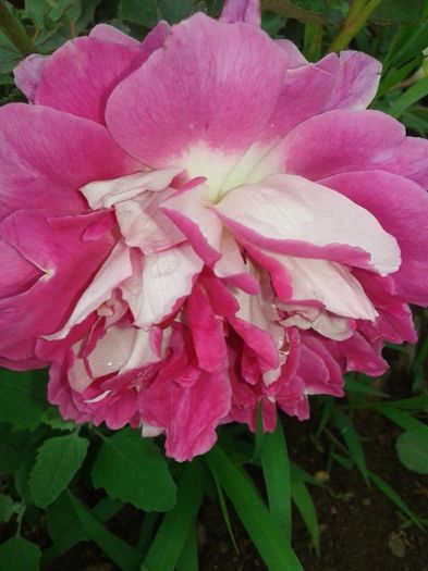 147 - TRANDAFIRI 2016 II