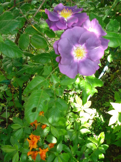 DSC02316
