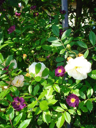 DSC02350