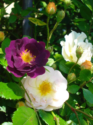 Violette