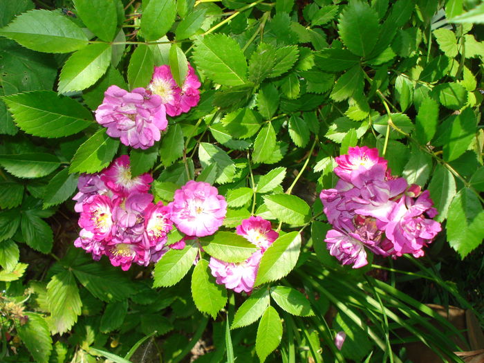 Perennial Blue - Trandafiri 2016