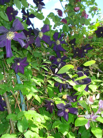 DSC02600 - Clematis 2016