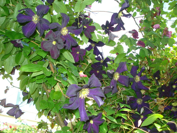 DSC02601 - Clematis 2016