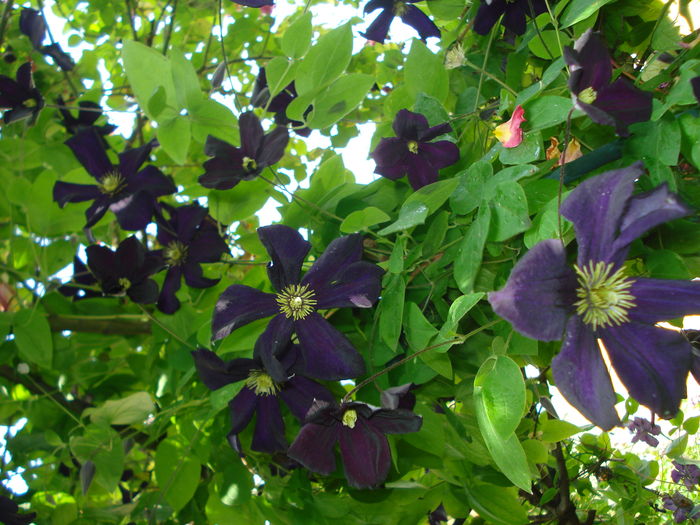 DSC02607 - Clematis 2016