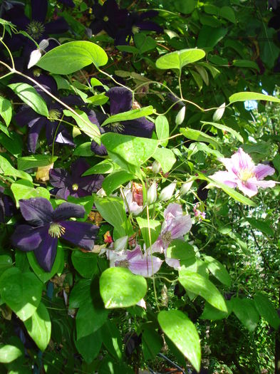 DSC02608 - Clematis 2016