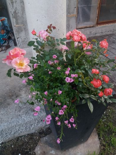 jaz si morsdag - trandafiri 2016