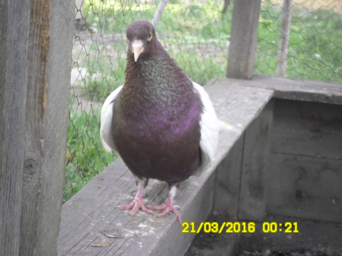 080