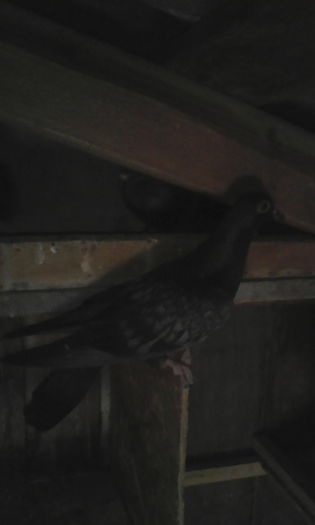 IMG_20160603_170457 - Zburător CIUNGI DE PLOIESTI