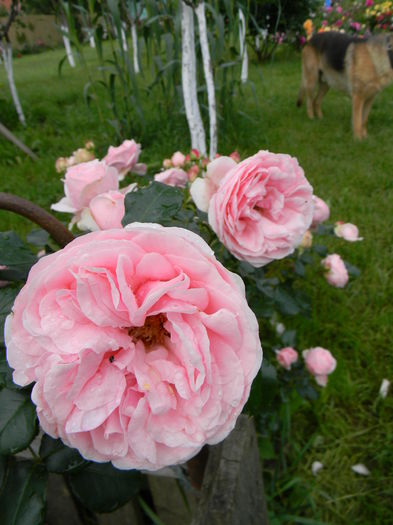 Giardina - Trandafiri urcatori 2016