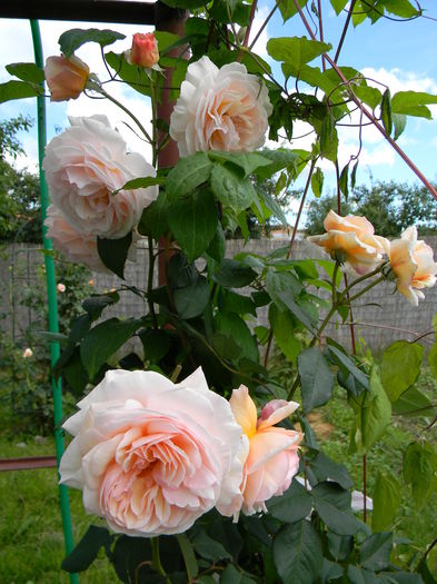 A Shropshire lad - Trandafiri urcatori 2016
