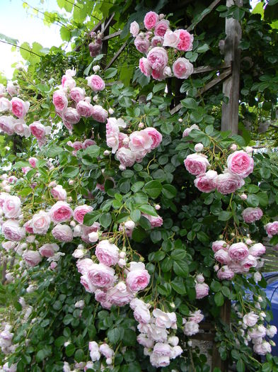 Jasmina - Trandafiri urcatori 2016