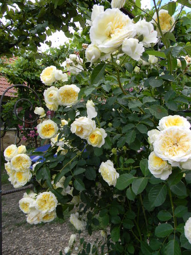  - Trandafiri urcatori 2016