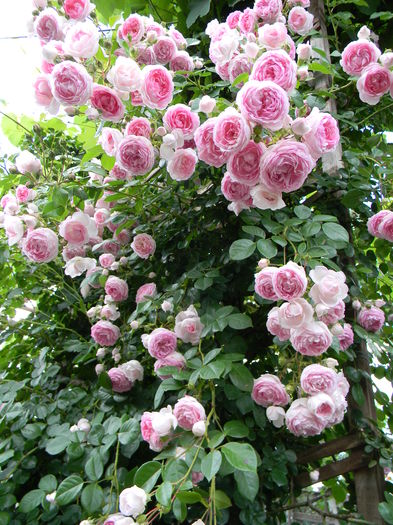 Jasmina - - Colectie trandafiri