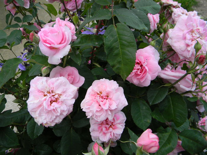 Gertrude Jekyll - Trandafiri 2016