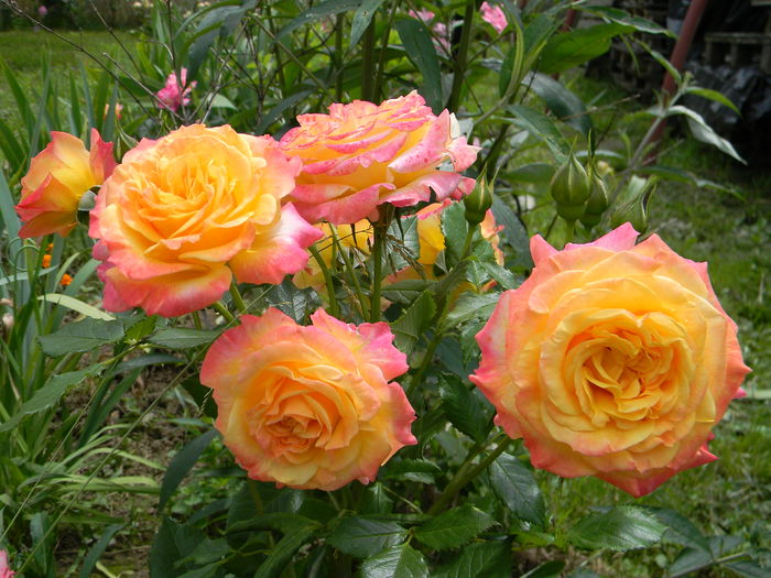 Gartenspass
