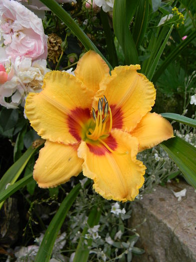 Two part harmony - Hemerocallis 2016