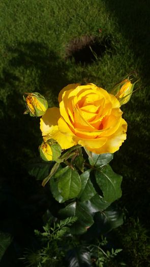 flori 052 - Trandafiri
