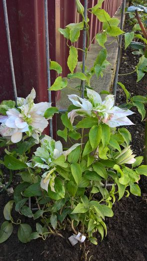 Clematis Andromeda - Clematite 2016