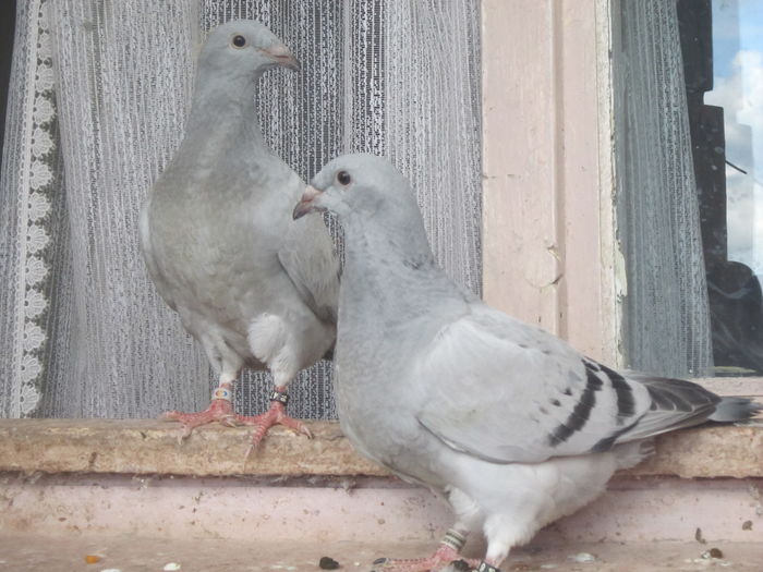 CIOCANITI  AZUR!!!; LIMITID EDITION
