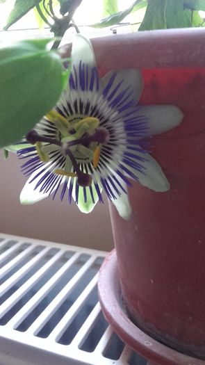Passiflora