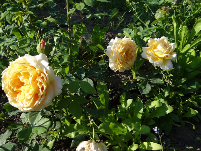 Golden Celebration - Cel mai asteptat moment - Primul boboc si prima floare