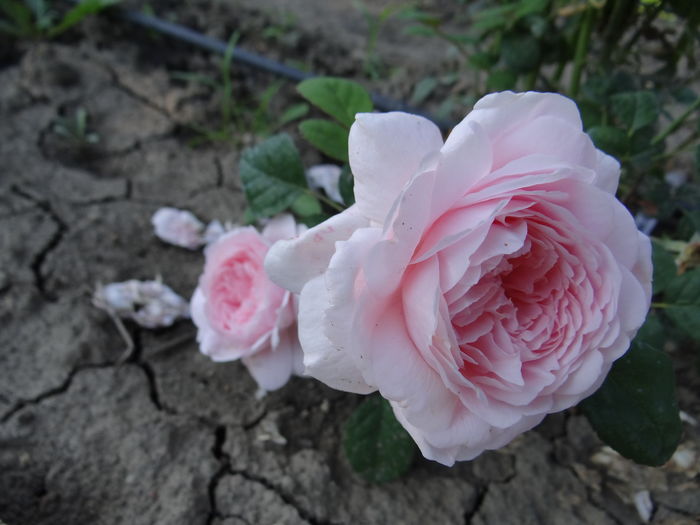 de o delicata frumusete... - Cel mai asteptat moment - Primul boboc si prima floare