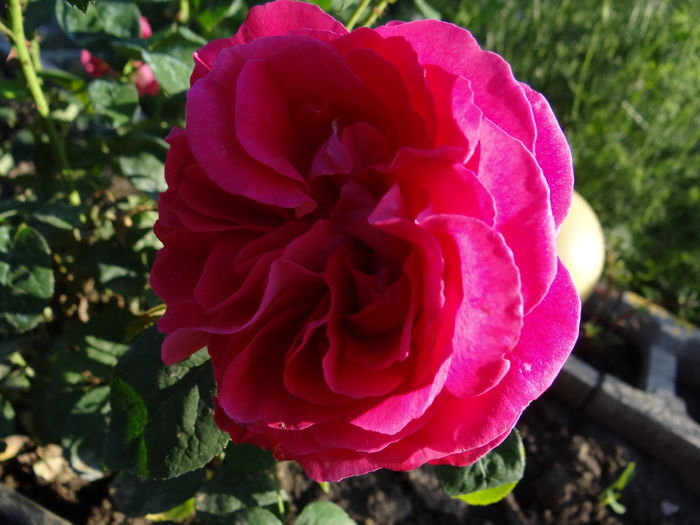 Mary Rose