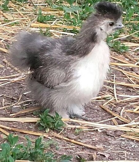 13256256_1247702941969474_5161447203053564016_n