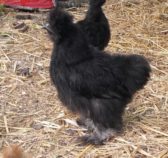 13305261_1247705381969230_3692083500840764812_o