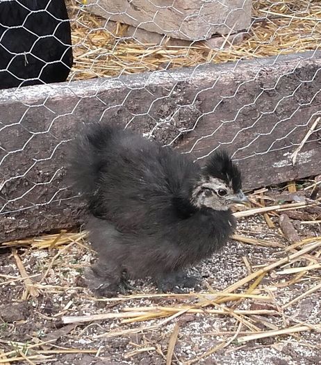 13227737_1247704088636026_3669809700453655603_o