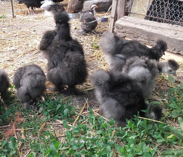 13319794_1247705601969208_4272001677613641834_n