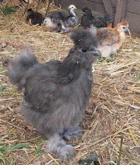 13315509_1247705845302517_6573710593511877300_n