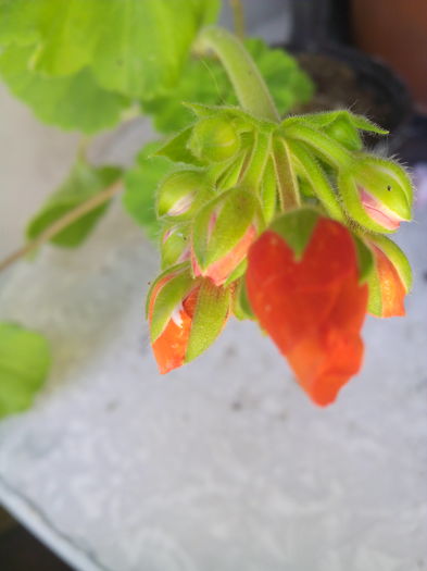 1464947458425 - Muscatele mele frumoase 2016